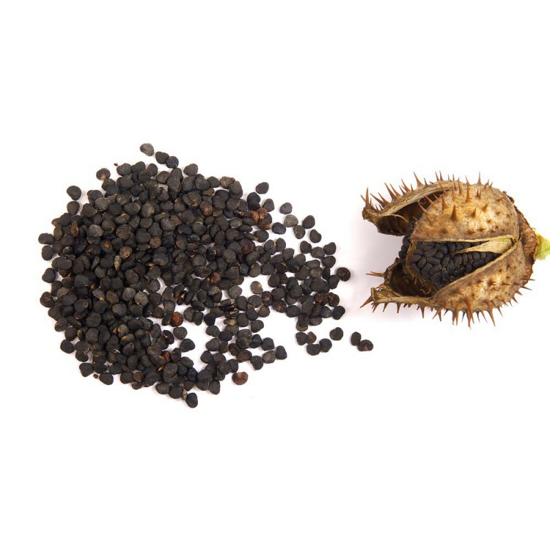 تاتوره (۵۰گرم)